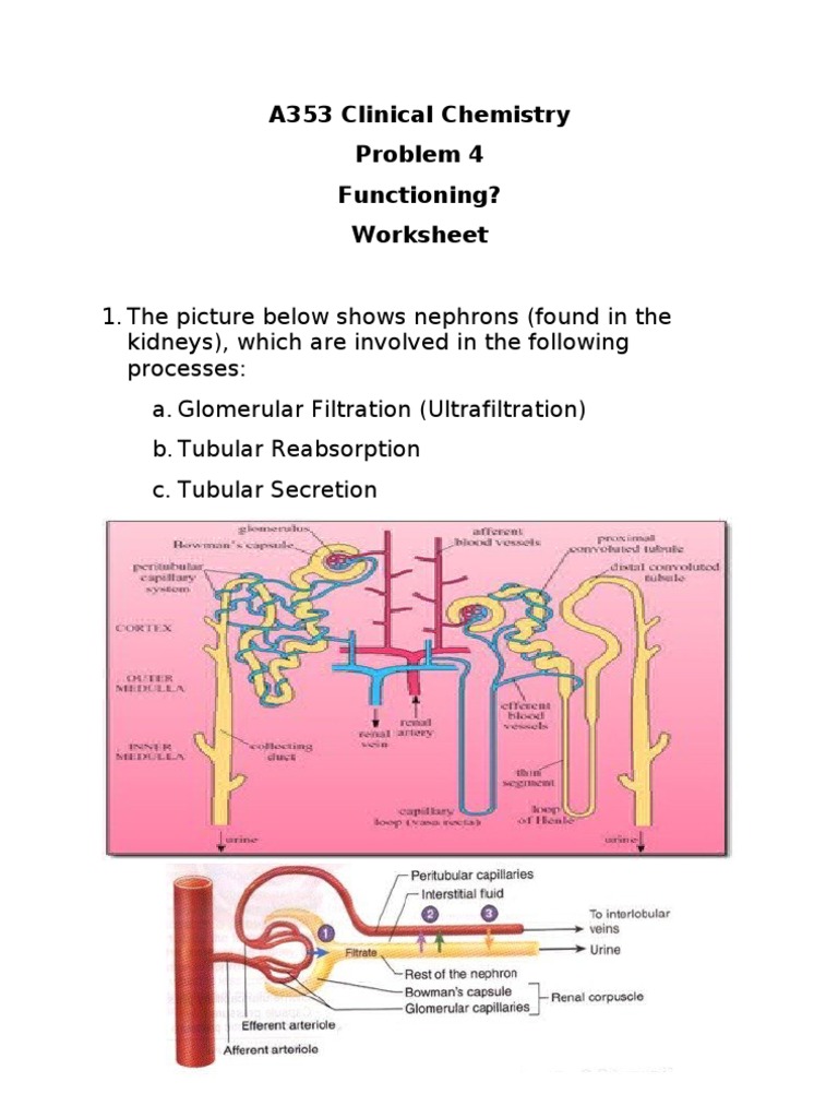 a353-p04-worksheet-may11-t2-kidney-angiotensin