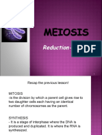 Meiosis Reductiodivision