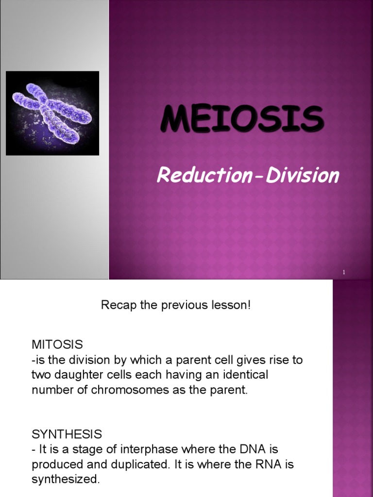 Meiosis Reductiodivision Biology Diagrams
