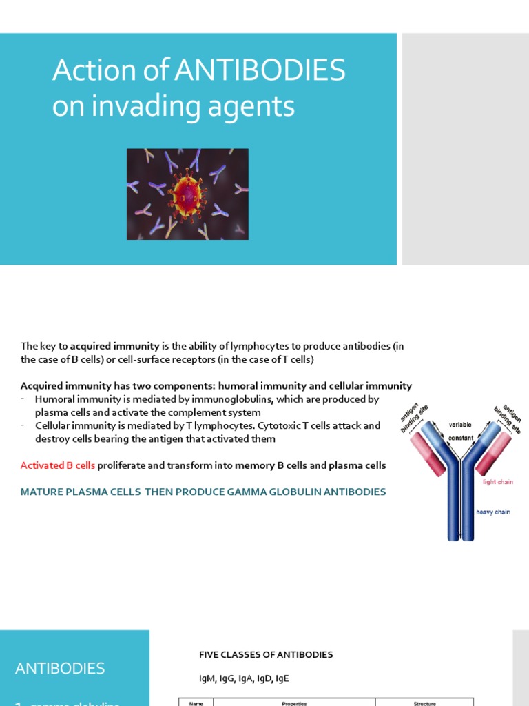 Action of ANTIBODIES On Invading Agents PDF Antibody Complement