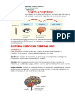 Ciencia 11 Sistema Nervioso