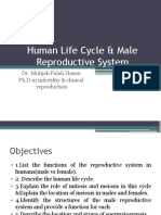 Human Life Cycle & Male Reproductive System: Dr. Muhjah Falah Hasan PH.D in Infertility & Clinical Reproduction