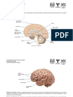 Template Neuroanatomía de La Memoria y Tipos de Memoria