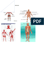 4 Imágenes de Sistema Muscular