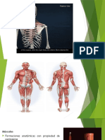Músculos del cuerpo humano: funciones, tipos y descripción