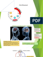 Ciclo Menstrual