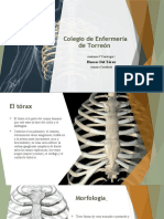 Huesos del tórax: costillas, esternón y vértebras