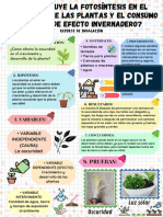 La Fotosíntesis en Las Plantas ?