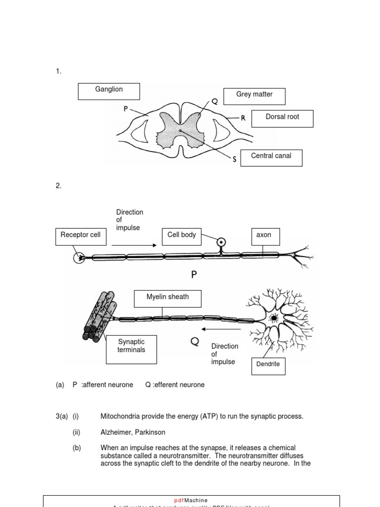 coordination response question chemical synapse neurotransmitter