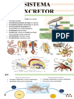 Biologia S.e.humano y Animal