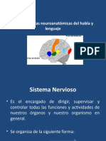 1.4.-Estructuras neuroanatómicas del lenguaje (1)