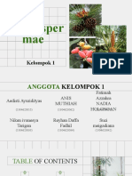 Kelompok 1 - Gymnospermae - Praktikum Botani Fanerogam