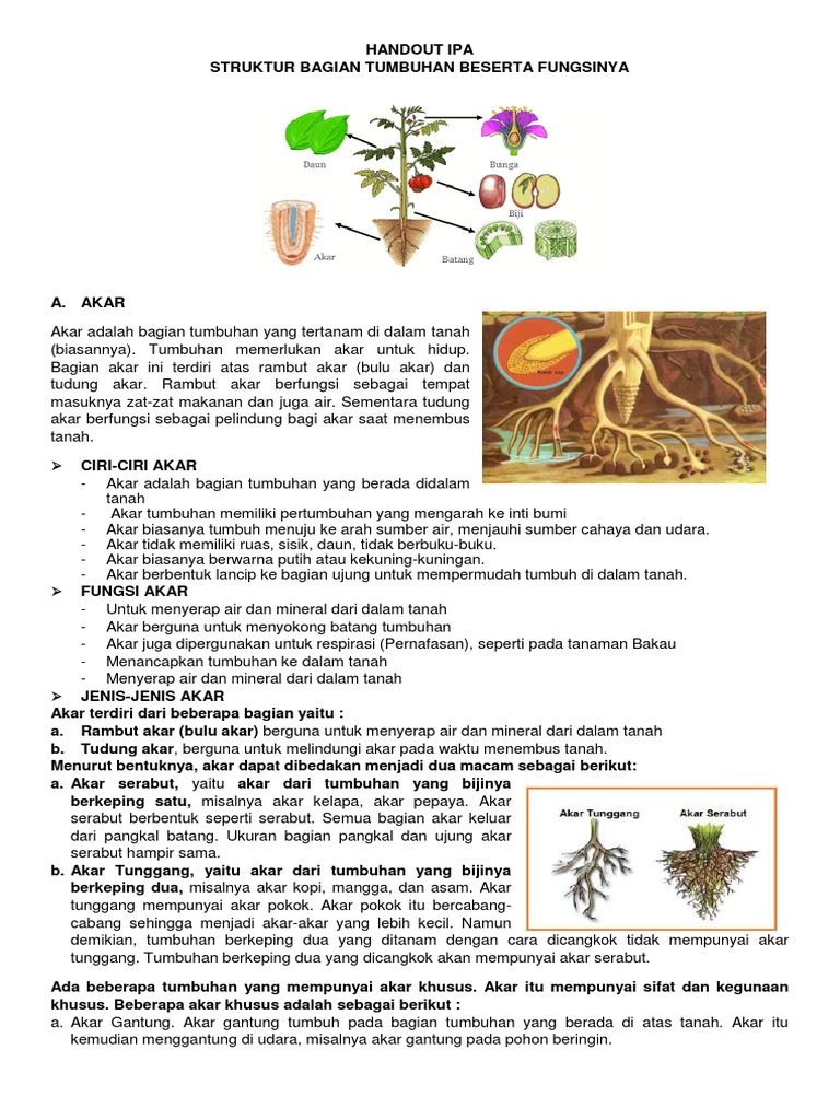 Handout Ipa Struktur Bagian Tumbuhan | PDF