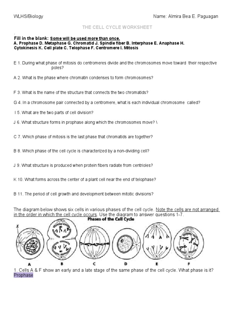 Cell Cycle and Mitosis Worksheet | PDF | Mitosis | Cell Cycle