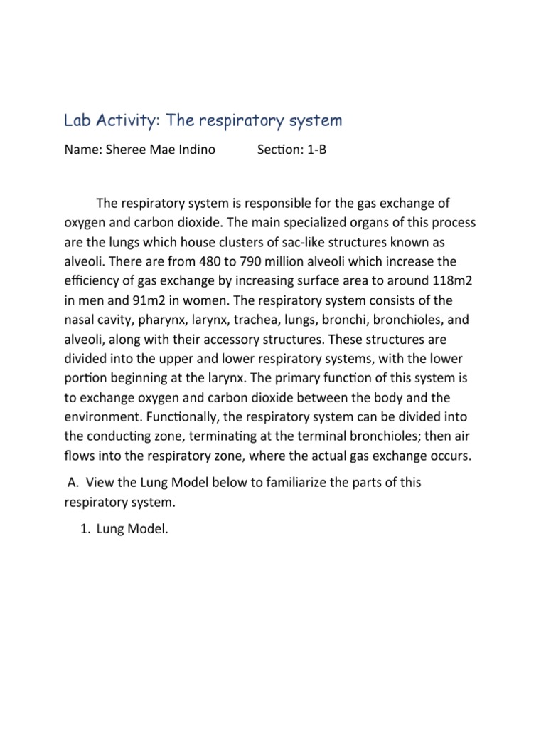 Respiratory System Lab Activity Guide | PDF | Respiratory Tract ...