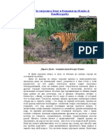 За тиграми в Кану и Бандавагар (Kanha & Bandhavgarh) - Михаил Семенов
