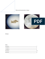 Relatório - Observação de Protozoários e Fungos