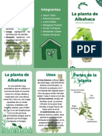 La Planta de Albahaca