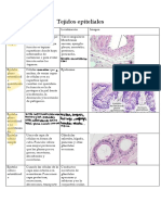 Tejidos Epiteliales