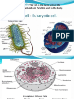 Type of Cells Histo