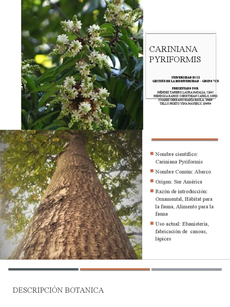 Cariniana Pyriformis PDF