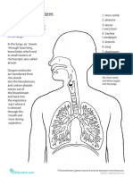 Inside Out Anatomy Respiratory