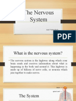 006 The Nervous System