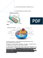 Células Procariotas