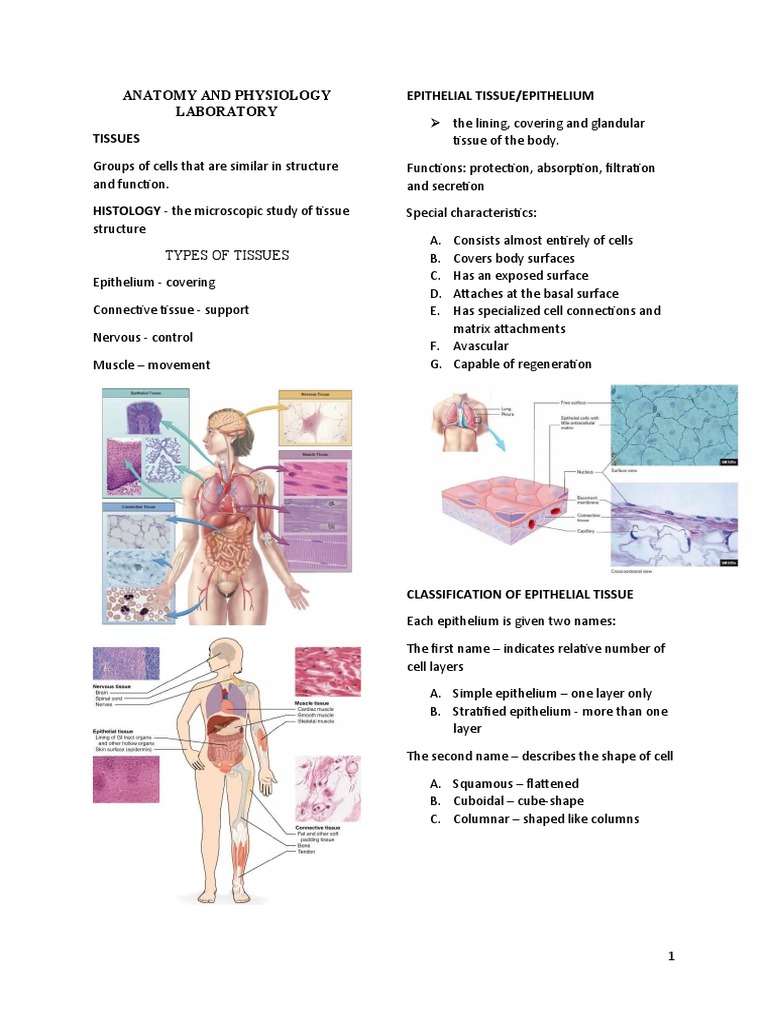 Tissue Types and Functions Explained | PDF