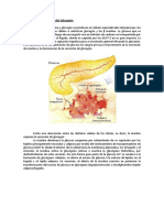 Efectos Del Glucagón, Insulina, Adrenalina y Glucocorticoides