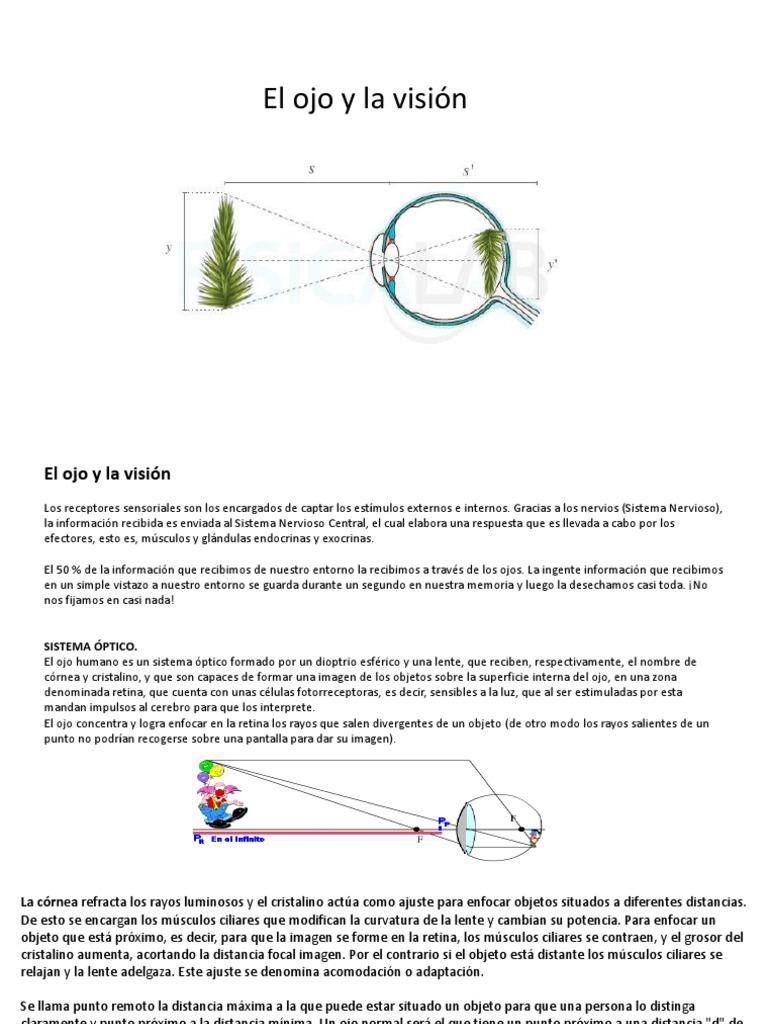 El Ojo Y La Visión Pdf Ojo Humano Percepción Visual