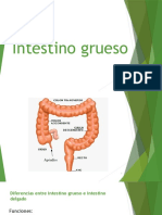 Intestino Grueso