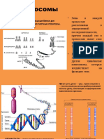 Хромосомы презентация