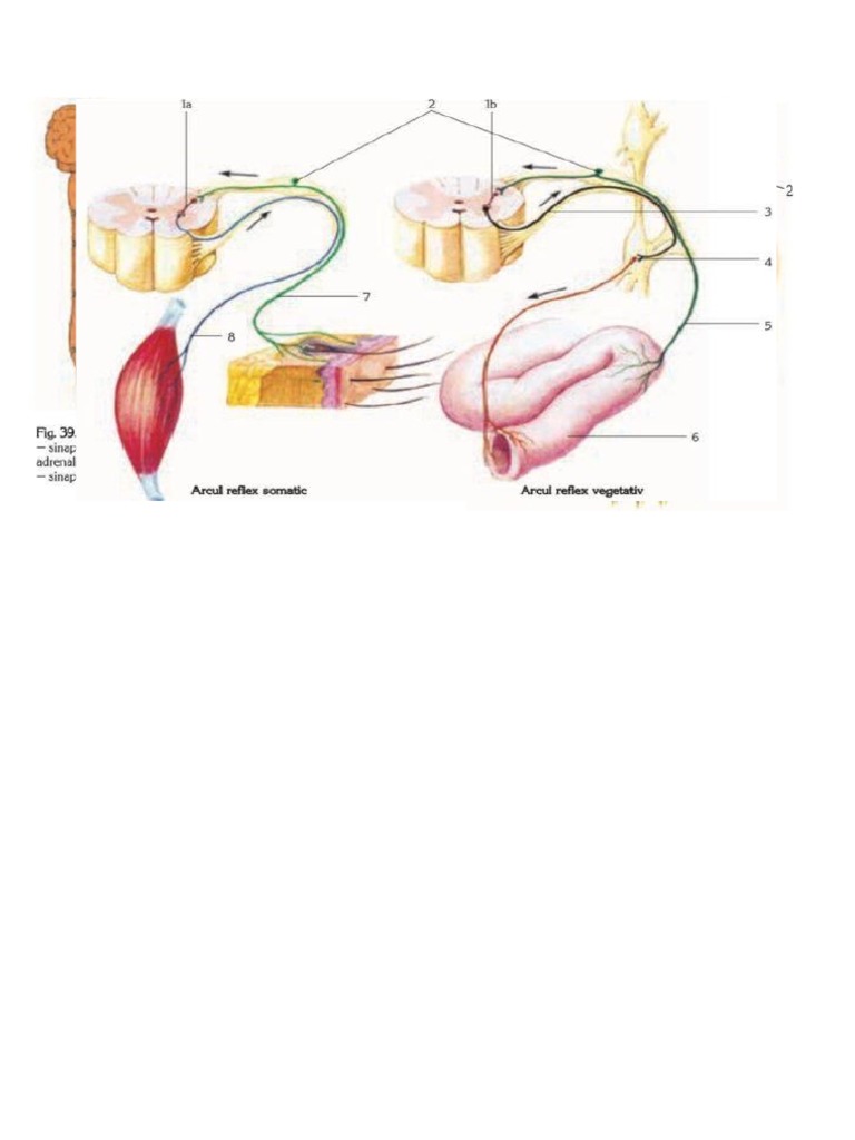 SNV | PDF