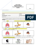 Evaluación Ciencias Naturales Órganos para Subir