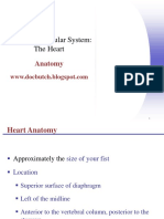 Cardiovascular System Anatomy and Physiology