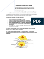 Uniones Con Matriz Extracelular Parte 2