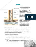 Uniones de Celulas Entre Si Parte 1 Pascal