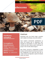 Fisa Micologica - Amanita Rubescens