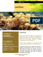 Fisa Micologica - Armillaria Mellea