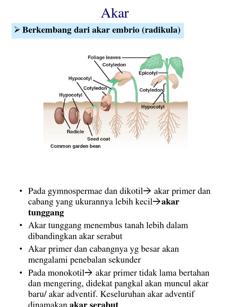 Struktur dan Jenis Akar Tumbuhan | PDF | Kajian Bahasa Asing | Sains ...