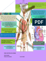 Infografia Biologia Humana