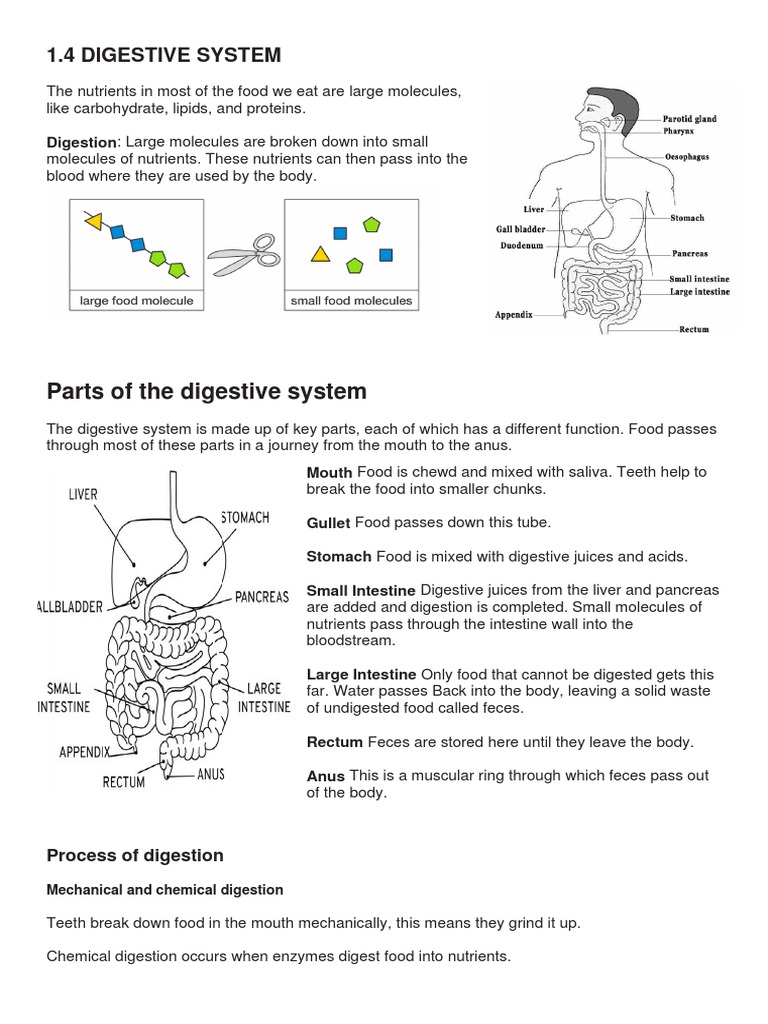Digestive System Overview and Functions | PDF