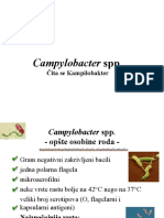 Campylobacter PD