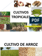 Notas Sobre El Cultivo de Arroz en República Dominicana