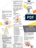 Paratiroides y glándulas endocrinas clave