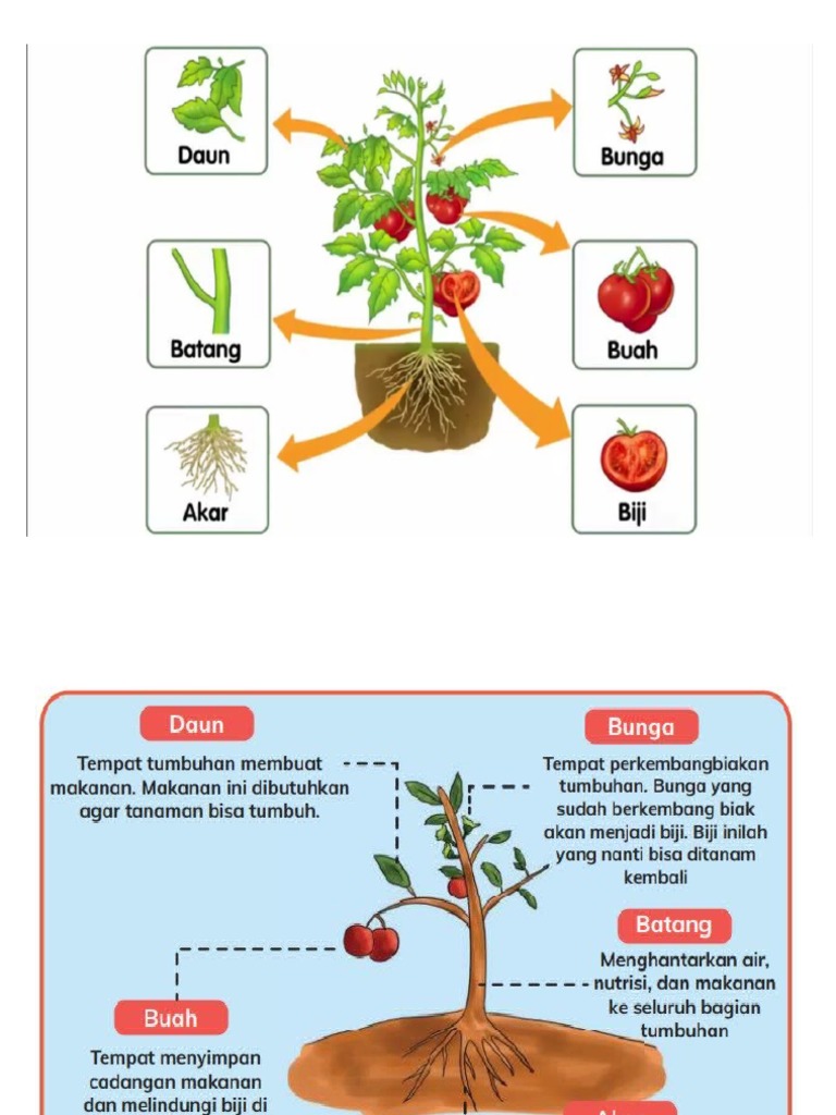 Bagian Tumbuhan | PDF