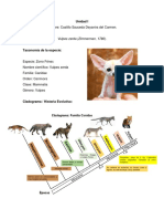 Characteristics, Taxonomy and History of Desert Fox (Vulpes Zerda)