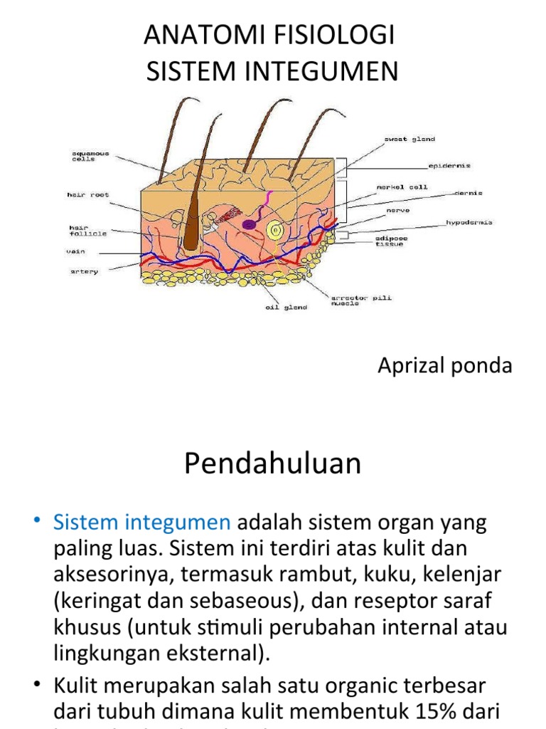 Anatomi dan Fisiologi Sistem Integumen | PDF | Sains & Matematika