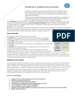 2° - Act. 4 - Importancia de La Clorofila en Las Plantas